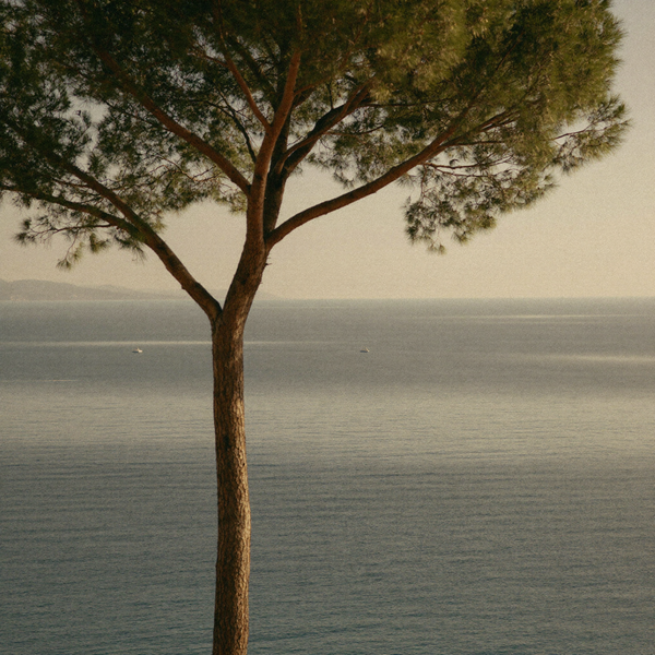 Mirasella